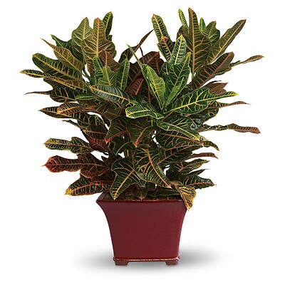 Stately Croton