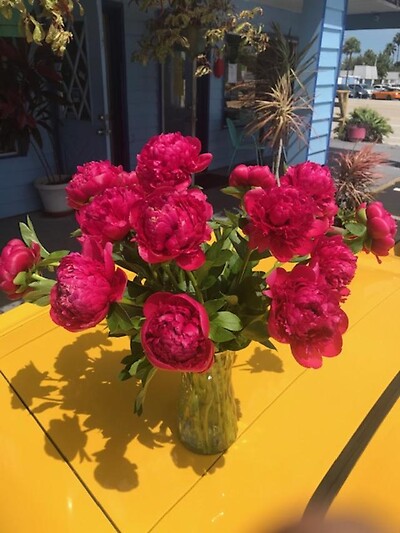 peony fuchia