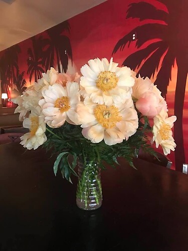 12 coral peonies HUGE !!!