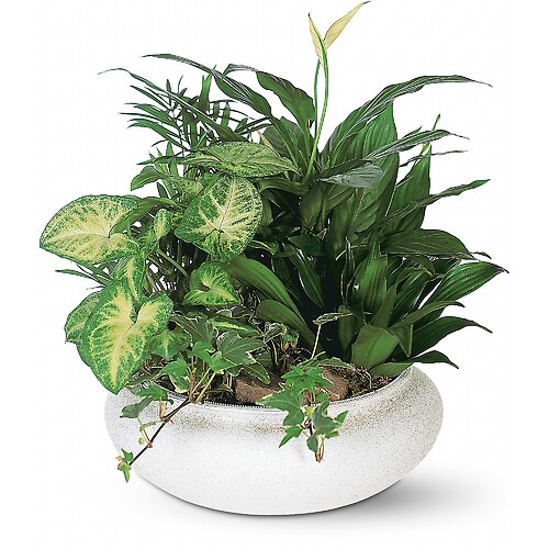 Large Dish Garden by Teleflora