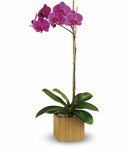 Imperial Purple Orchid