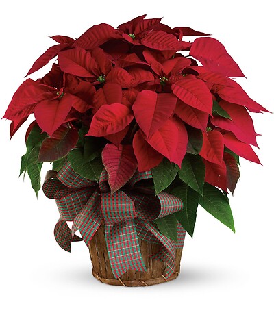 LARGE Red Poinsettia