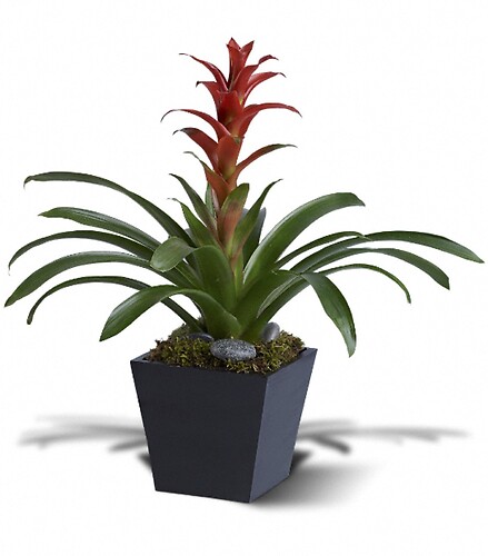 Bromeliad Beauty