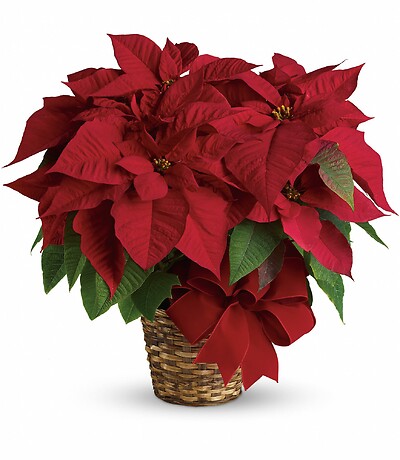 Red Poinsettia-LARGE