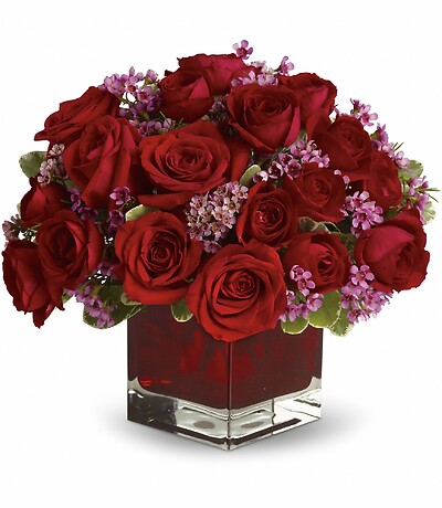 Never Let Go - 24 Compact Style Red Roses