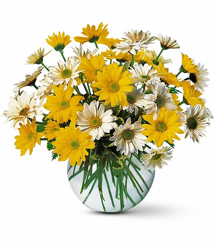 Dashing Daisies by Teleflora