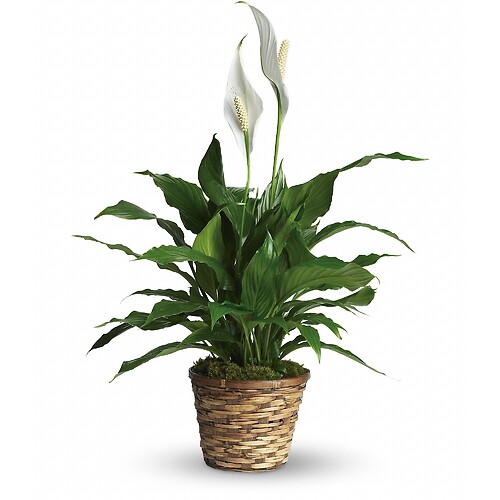 Simply Elegant Spathiphyllum-Peace Lily LARGE