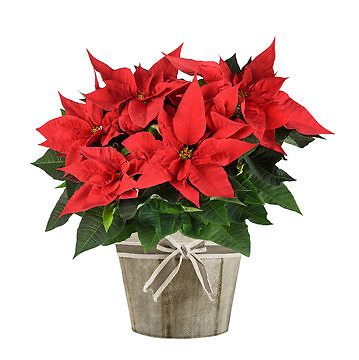 Large Poinsettia