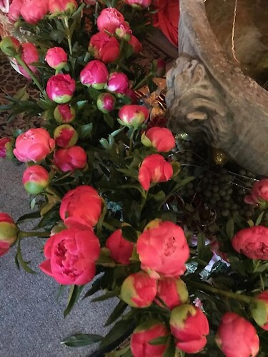 peonies fever