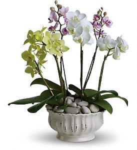 Regal Orchids