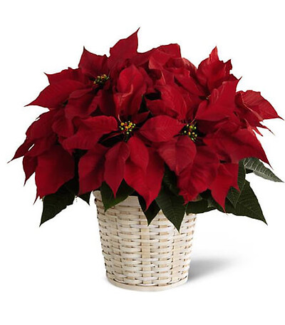 red poinsettia MEDIUM