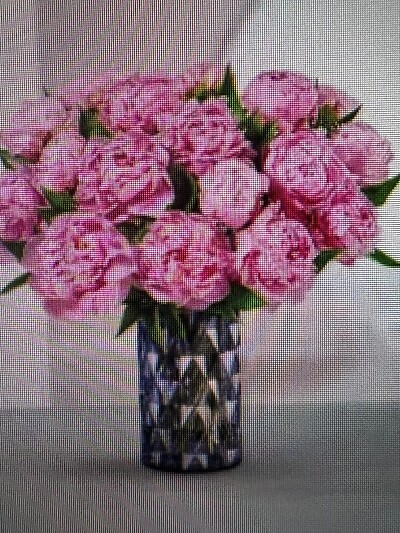 vase of 24 beautiful peonies