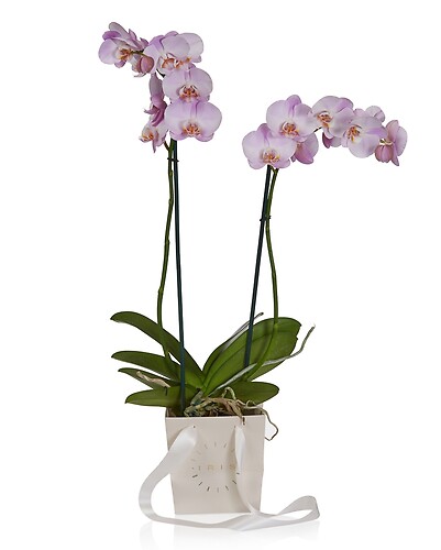 PURPLE DOUBLE PHALENOPSIS ORCHID PLANT