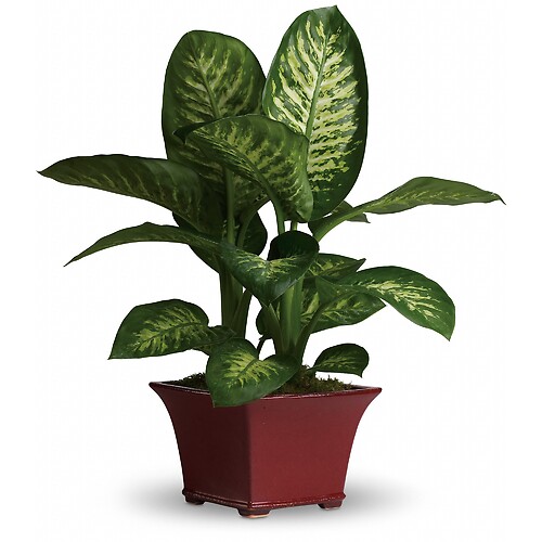 Delightful Dieffenbachia