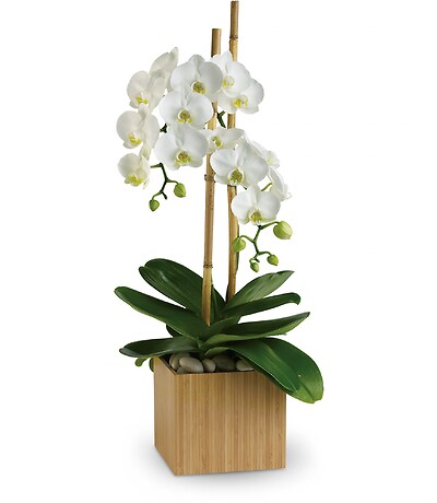 Teleflora&#039;s Opulent Orchids