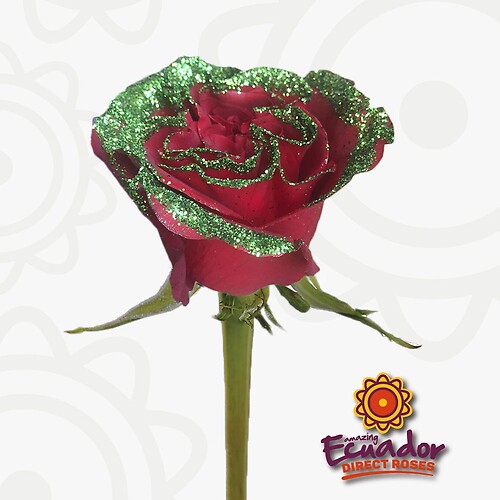 twelve bi color roses in  christmas theme arranged in a vase wit