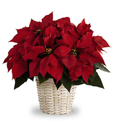 Medium Poinsettia