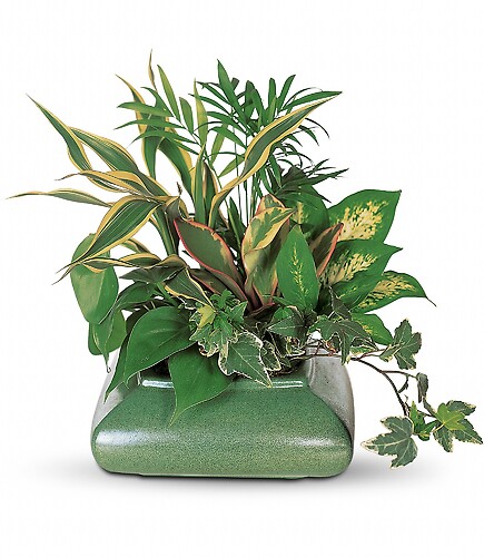 Small Garden Dish by Teleflora