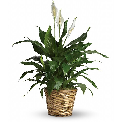 Simply Elegant Spathiphyllum - Medium