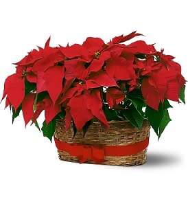 Double Poinsettia Basket