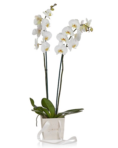 WHITE DOUBLE PHALENOPSIS ORCHID